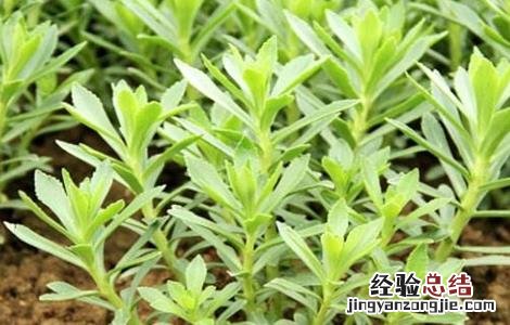 养心菜的栽培技术 养心菜的栽培技术与管理