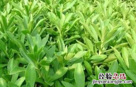 养心菜的栽培技术 养心菜的栽培技术与管理