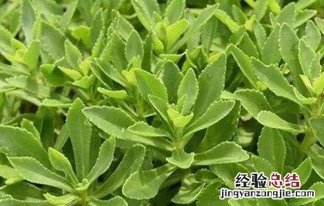 养心菜的栽培技术 养心菜的栽培技术与管理