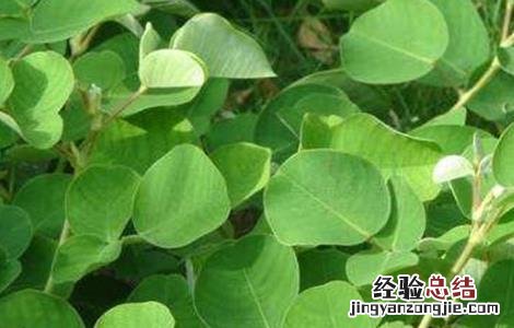 广金钱草的种植方法 金钱草的种植技术