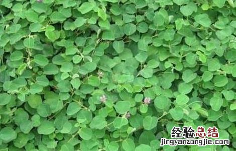 广金钱草的种植方法 金钱草的种植技术