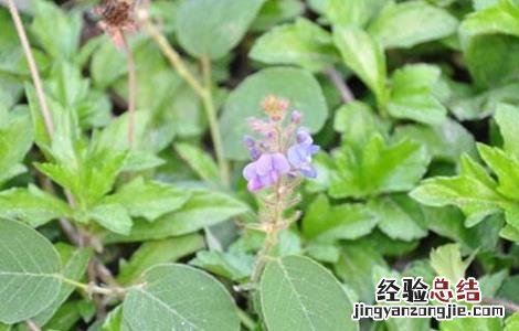 广金钱草的种植方法 金钱草的种植技术