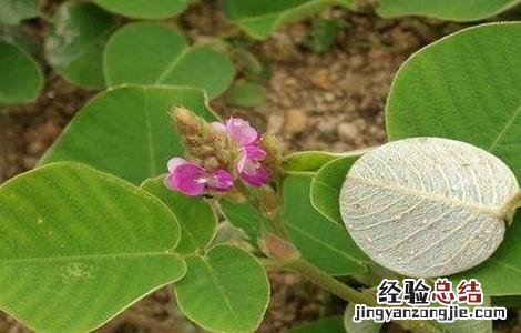 广金钱草的种植方法 金钱草的种植技术