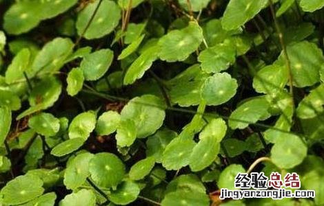 广金钱草的种植方法 金钱草的种植技术