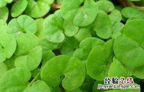 广金钱草的种植方法 金钱草的种植技术