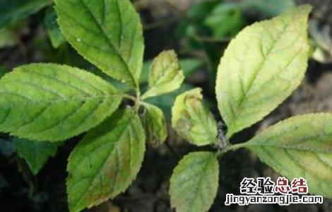 人参的种植条件和管理 人参的种植条件