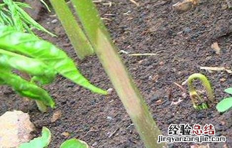 人参的种植条件和管理 人参的种植条件