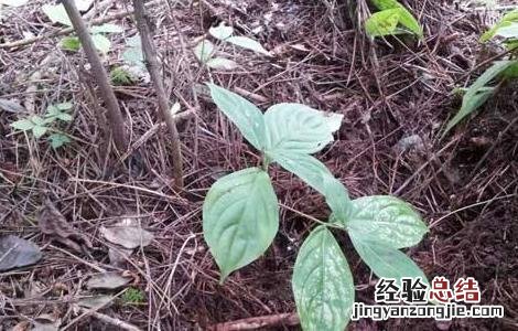 人参的种植条件和管理 人参的种植条件
