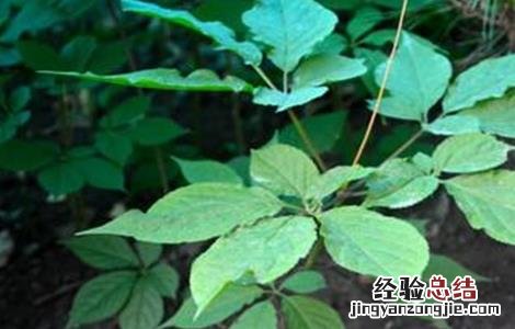 人参的种植条件和管理 人参的种植条件