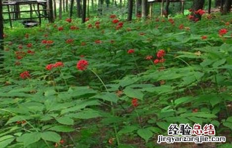 人参的种植条件和管理 人参的种植条件