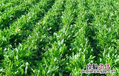 蒲公英施肥用什么肥料 蒲公英的施肥方法
