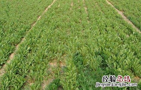 蒲公英施肥用什么肥料 蒲公英的施肥方法
