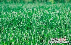 蒲公英施肥用什么肥料 蒲公英的施肥方法