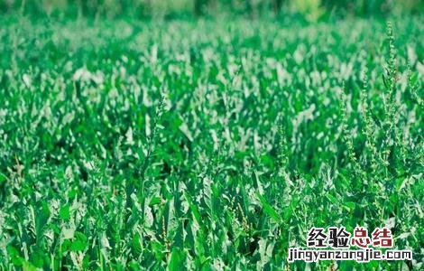蒲公英施肥用什么肥料 蒲公英的施肥方法