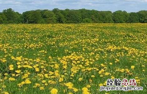 蒲公英施肥用什么肥料 蒲公英的施肥方法
