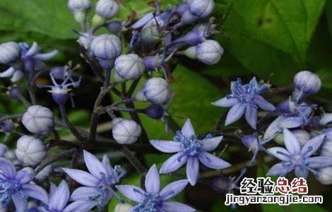 常山县苗木基地 常山的种植技术