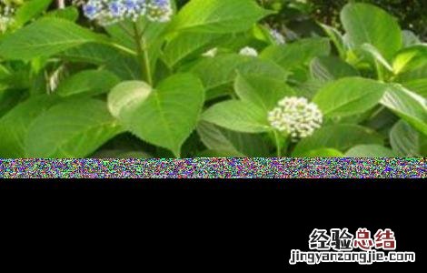 常山县苗木基地 常山的种植技术
