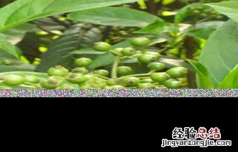 常山县苗木基地 常山的种植技术