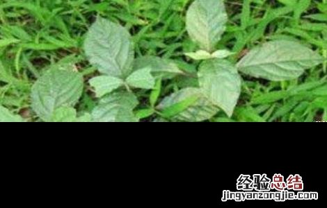 常山县苗木基地 常山的种植技术