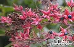 常山县苗木基地 常山的种植技术