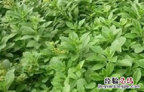 土人参怎么种植视频 土人参怎么种