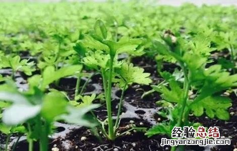 土人参怎么种植视频 土人参怎么种