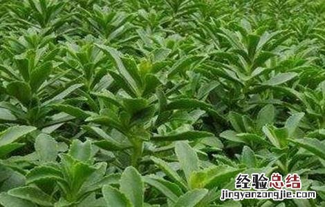 土人参怎么种植视频 土人参怎么种