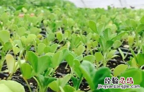 土人参怎么种植视频 土人参怎么种