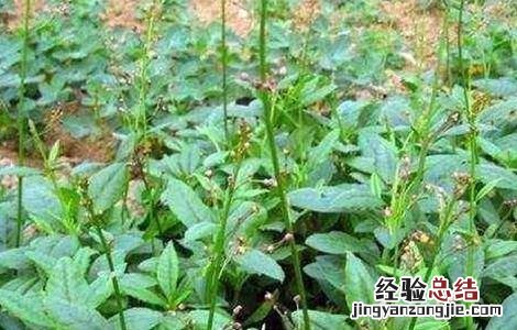 土人参怎么种植视频 土人参怎么种