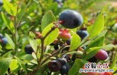 乌饭子的种植技术 乌饭种植方法