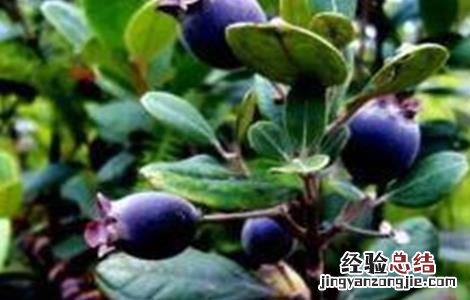 乌饭子的种植技术 乌饭种植方法