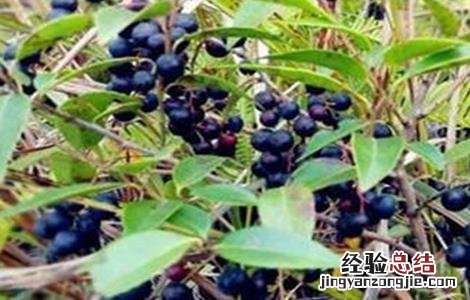 乌饭子的种植技术 乌饭种植方法