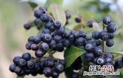 乌饭子的种植技术 乌饭种植方法