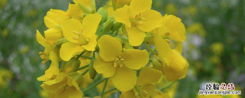 油菜开花了吗 油菜开花吗