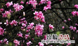 辛夷的药用价值和功效 辛夷的营养价值