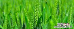 济麦22小麦品种介绍 济麦22小麦品种介绍产量