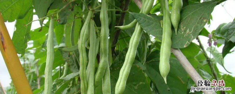 芸豆控旺用什么药 芸豆控旺过度了怎么办