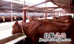 养牛场怎么修 分为几个步骤？