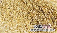 藜麦是什么 关于藜麦的介绍