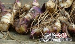 地藕是什么 地藕资料