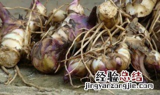 地藕是什么 地藕资料