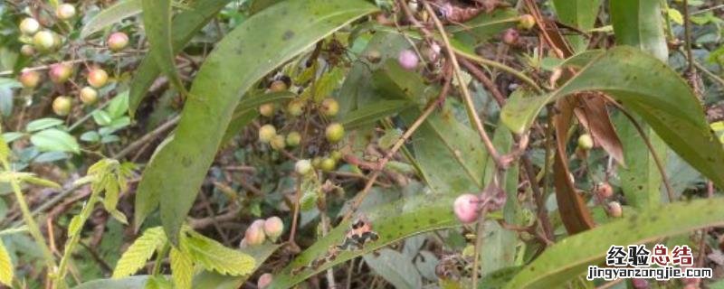 土茯苓的价格是多少钱一斤 中药“土茯苓”价格多少钱一斤