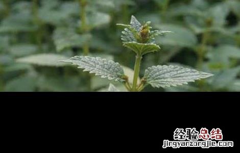 种植溪黄草一亩大概投资成本 怎么种植溪黄草