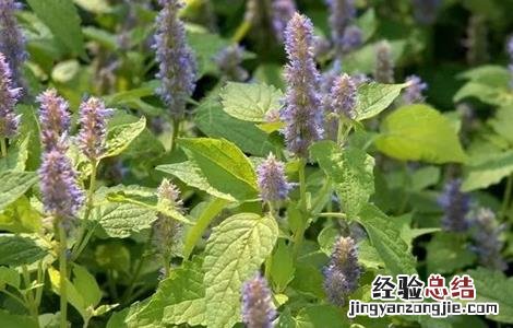 种植溪黄草一亩大概投资成本 怎么种植溪黄草