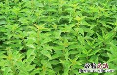 种植溪黄草一亩大概投资成本 怎么种植溪黄草