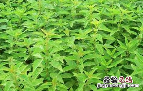 种植溪黄草一亩大概投资成本 怎么种植溪黄草