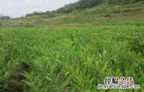 种植溪黄草一亩大概投资成本 怎么种植溪黄草