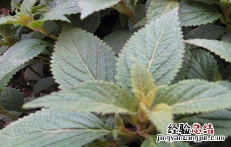 种植溪黄草一亩大概投资成本 怎么种植溪黄草