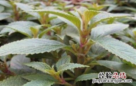 种植溪黄草一亩大概投资成本 怎么种植溪黄草