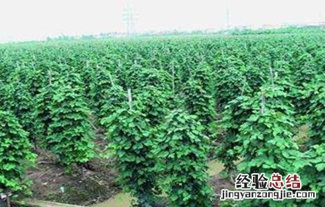 葛根种植的技术要点 葛根种植的技术要点有哪些